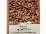 Высококачественная очищенная фасоль от прозводителя - фото 2