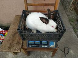 4 місячний кріль каліфорнієць