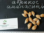 Абрикос "Ананасный" семена (10 штук) насіння, косточка. ..