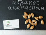 Абрикос "Ананасный" семена (10 штук) насіння, косточка. ..
