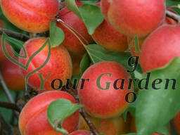 Абрикос Цунами