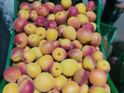 Абрикос экспорт из Турции