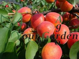 Абрикос Краснощекий