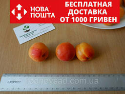 Абрикос ранний (30 штук) семена косточки (для саженцев. ..