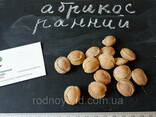 Абрикос ранний (30 штук) семена косточки (для саженцев. .. - фото 3