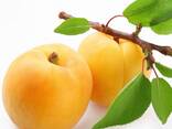 Абрикос сорт шалах из Узбекистана - фото 1