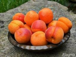 Абрикосы
