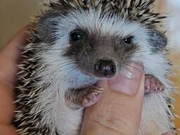 Африканские карликовые ежата, Ручные ))))есть разных окрасов.