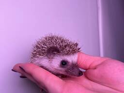 Африканские малыши, африканский декоративный карликовый ежик, ежик корица самки и самцы