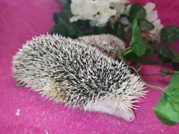 Африканские ручные ёжики. 1,5-2 месяца.
