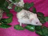Африканские ручные ёжики. 1,5-2 месяца. - фото 2