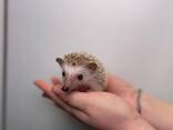 Африканские ёжики, африканські ручні їжачки, мега ласковые и милые - фото 1