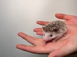 Африканские ёжики, декоративные ёжики для дома, ласковые