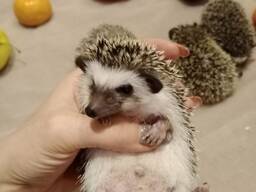 Африканские ёжики самки и самцы