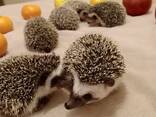 Африканские ёжики самки и самцы - фото 1