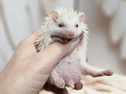 Африканский ежик