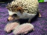 Африканский Карликовый Ёжик - фото 2