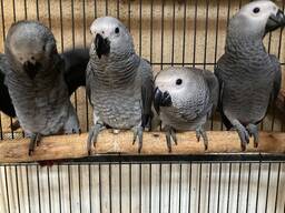 Африканский серый попугай или жако Алохвостый