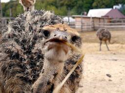 Африканский страус фермерского разведения, доставка