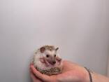 Африканські маленькі їжачки для дому, ручні малята - фото 3