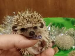 Їжаки декоративні на новий рік