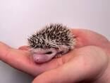 Ручні домашні карликові африканські їжачки, їжак, ежик - фото 1