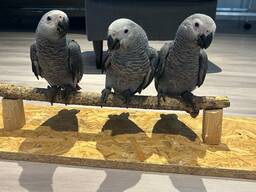 Африканський сірий папуга Жако