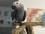 Африканський сірий папуга Жако - фото 1