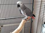 Африканський сірий папуга Жако - фото 2