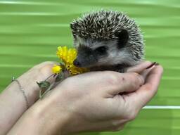 Африканський їжачок малюк