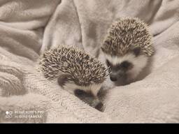 Африканский ёжик