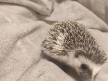 Африканский ёжик - фото 2