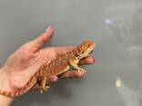 Агама бородатая Красная, червона агама - подрощеные особи - фото 1