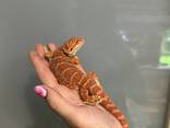 Агама бородатая Красная, червона агама - подрощеные особи - фото 3