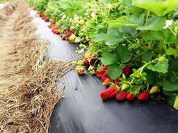 Агропленка для клубники 40 мкм полотно УФ первичный 1,2x500 м Черная. ..