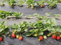 Агропленка для клубники 50 мкм вторичная без УФ полотно 0.7x500 м Черная. ..