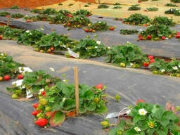 Агропленка для клубники 50 мкм полотно УФ первичный 1x500 м Черная, категория. ..