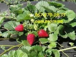 Агроволокно 50 черное (1.6*10м) Польша, Распродажа