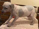 АГТ-Американський голий тер'єр - фото 3