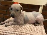 АГТ-Американський голий тер'єр - фото 4