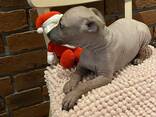 АГТ-Американський голий тер'єр - фото 11