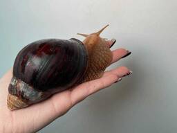 Ахатина, равлик, улитка, улитка гиганская