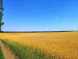 Агропідприємство в Рівненській області 1050 га