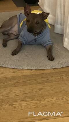 АГТ-Американський голий тер'єр