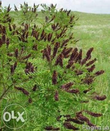 Акация Аморфа кустарниковая -ценный медонос