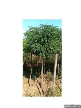 Акація біла 'Umbraculifera' куляста форма
