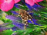 Акантоскурія генікулята або бразильський белоколенний павук-птахоїд. Acanthoscurria. ..