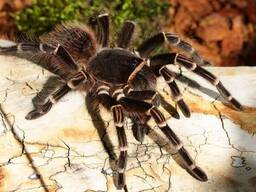 Акантоскурия геникулята бразильский белоколенный паук-птицеед (Acanthoscurria geniculata)