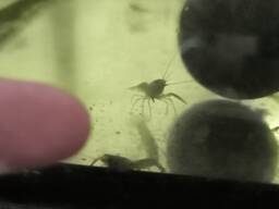 АККР Мальок австралійського рака