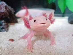 Аксолотль маленьке диво, морський дракон